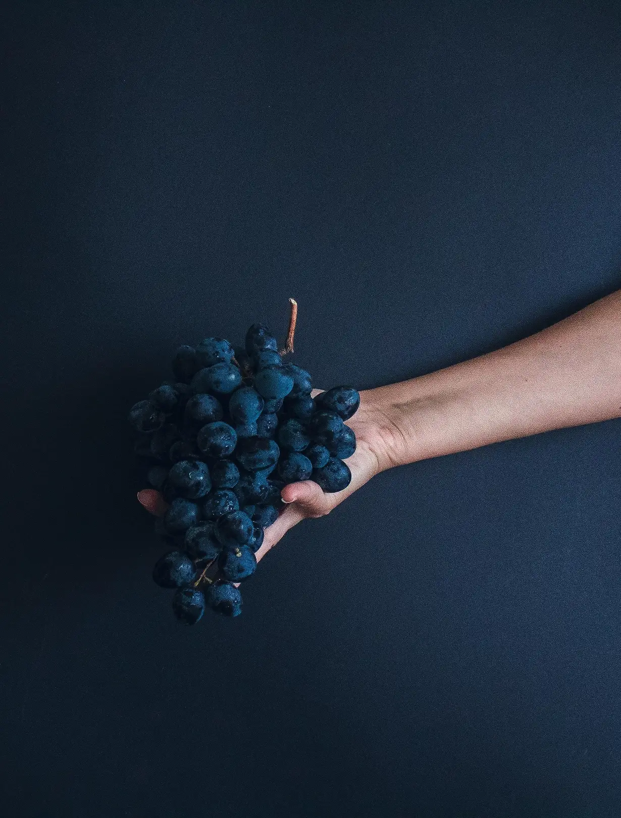 Detalhe de mão cheia de um cacho de uvas em fundo preto